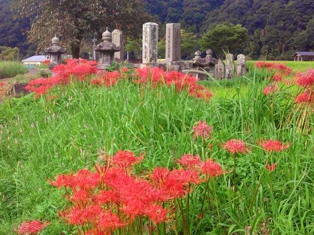 photo_彼岸花