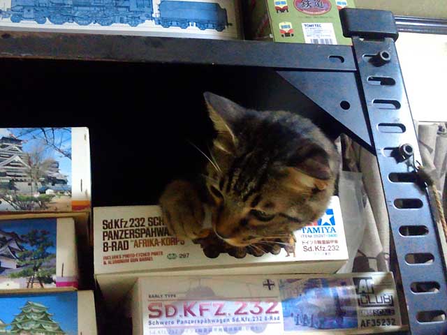 photo_いたずら大猫