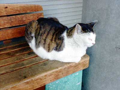 photo_伊那市駅の猫