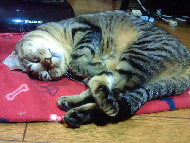 photo_ぬこさま