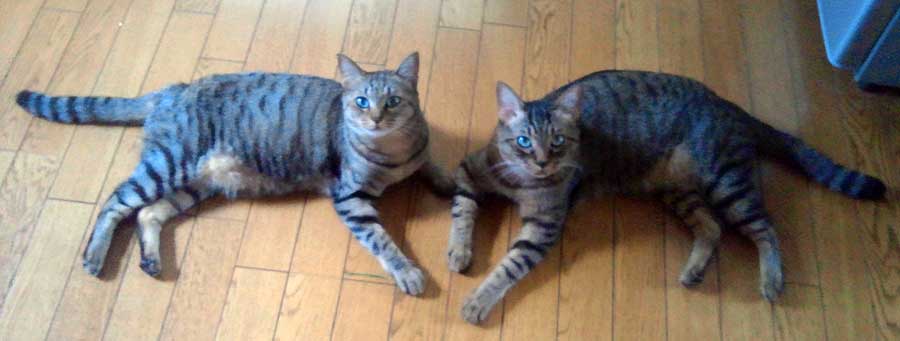 photo_今週のぬこさま