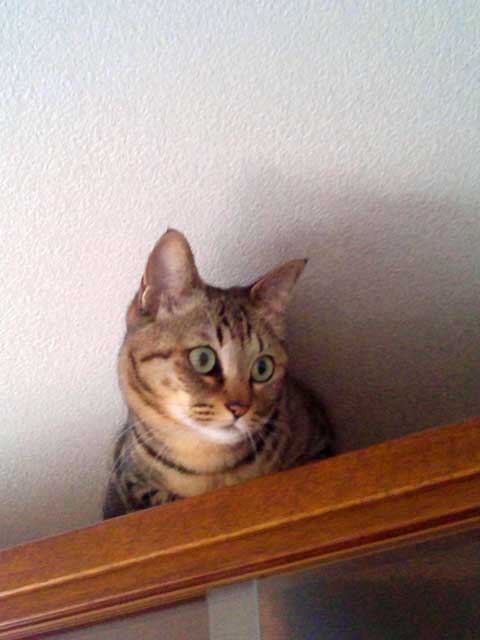 photo_今週のぬこさま