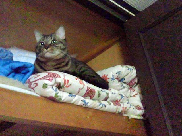 photo_今週のぬこさま