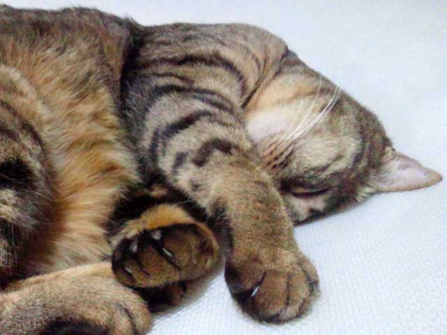 photo_今週のぬこさま