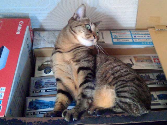 photo_今週のぬこさま