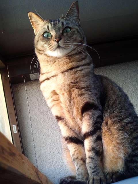 photo_今週のぬこさま