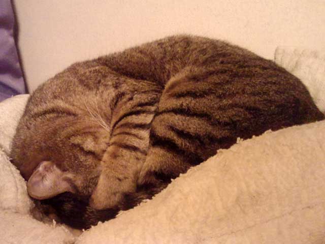 photo_今週のぬこさま